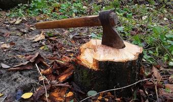 Resort środowiska: wycinka drzew w Łebie była nielegalna
