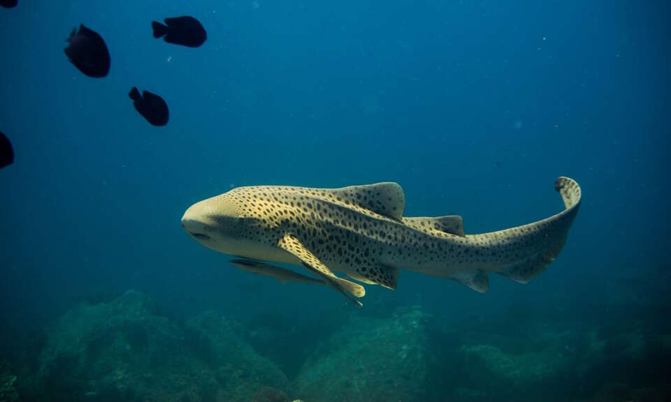 autor: Daniel Sasse/Wikimedia Commons CC BY-SA 4.0