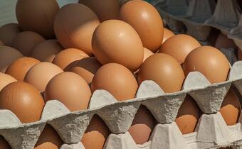Sklepy Aldi wycofują ze sprzedaży wszystkie jajka