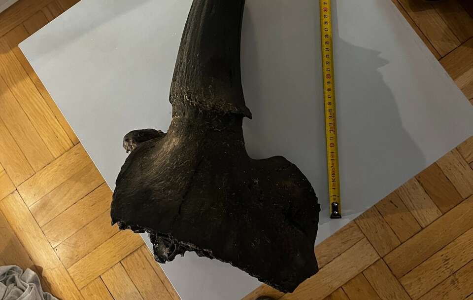 Część czaszki wymarłego żubra stepowego  / autor: FB/Muzeum Ziemi w Warszawie