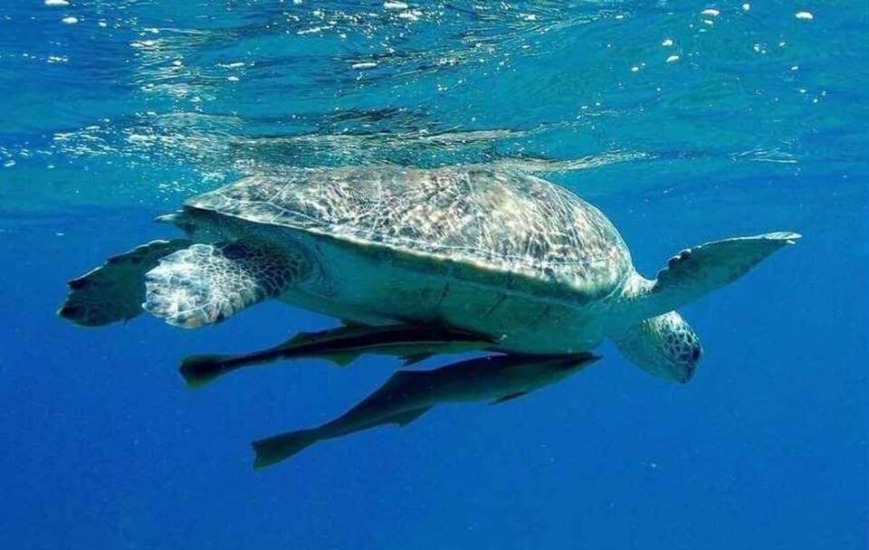 Martwe żółwie, delfiny i manaty. Wszystko przez wyciek ropy