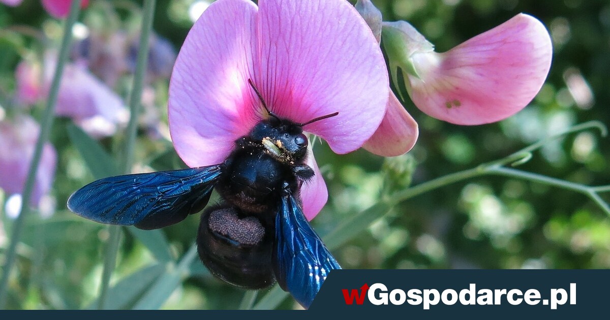 Sensacja! Czarna pszczoła znów w Polsce