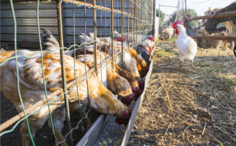 Przez epidemię grypy ptaków wybito już 10 mln sztuk drobiu
