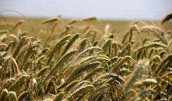 Czy import zbóż z Ukrainy uderza w polski rynek? Resort rolnictwa: monitorujemy sytuację