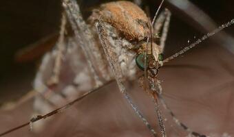 Koreańskie komary zaatakowały Włochy! Są odporne na chłód