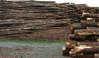 Lasy Państwowe: Będą nowe zasady sprzedaży drewna