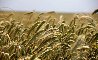 Czy import zbóż z Ukrainy uderza w polski rynek? Resort rolnictwa: monitorujemy sytuację