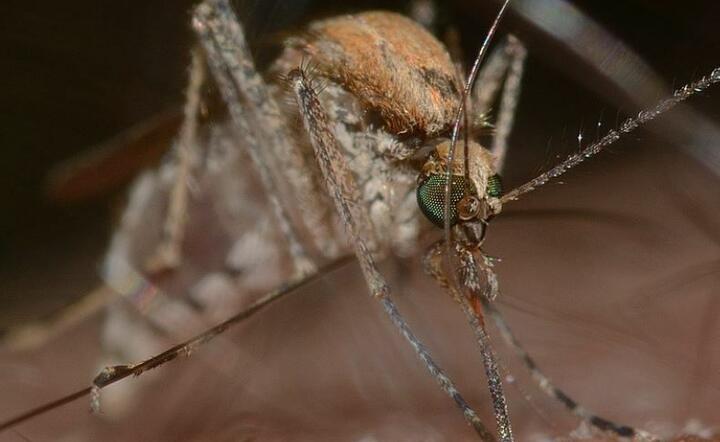 Koreańskie komary zaatakowały Włochy! Są odporne na chłód
