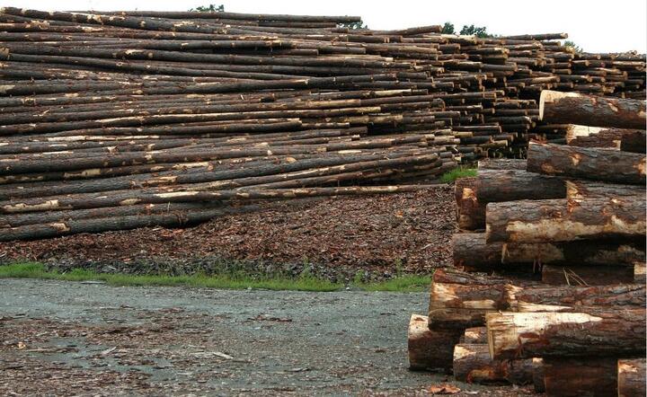 Co roku drewno od Lasów Państwowych kupuje ok. 7 tys. krajowych firm / autor: Pixabay