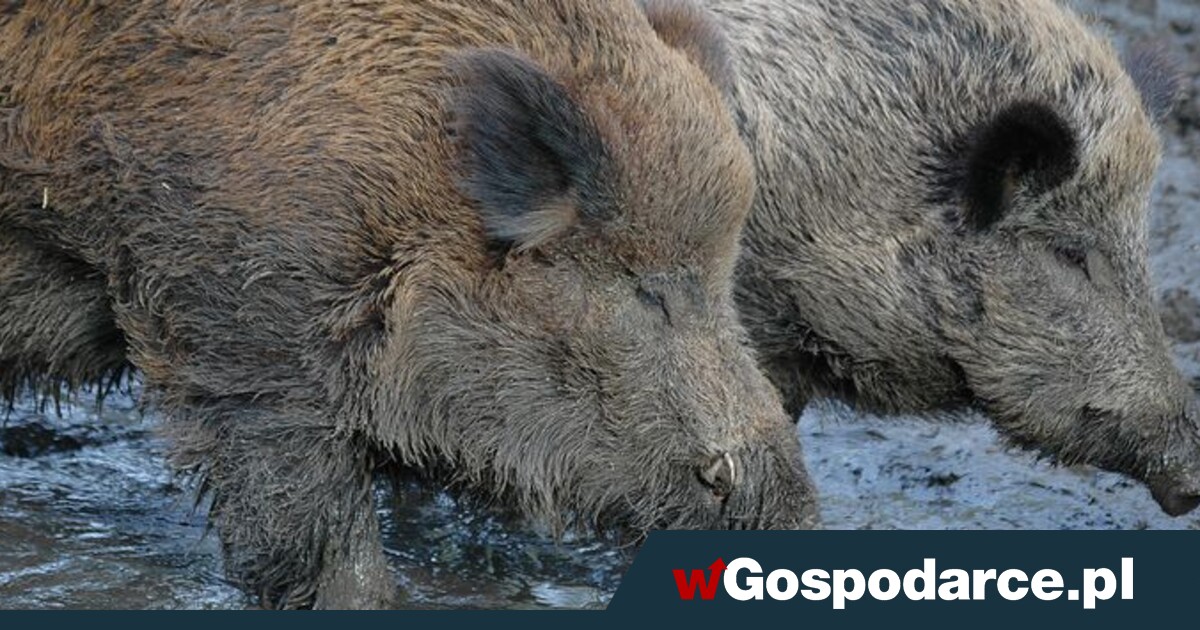 Kolejny Przypadek Afrykańskiej Choroby U Dzików Wgospodarcepl 1491