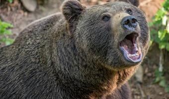 Niedźwiedź grizli zaatakował turystę! Władze apelują: To kolejny przypadek