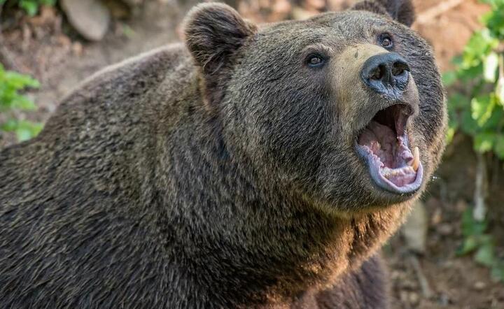 Niedźwiedź grizli zaatakował turystę! Władze apelują: To kolejny przypadek