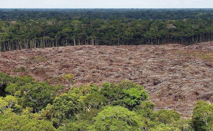 Degradacja amazońskich lasów  / autor: PAP
