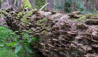 W ciągu 5 lat w Puszczy Białowieskiej wycięto 157 tys. zasiedlonych przez kornika drzew