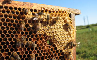 Ochrona pszczół jest konieczna