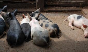 Sawicki: Do wykupienia 100 tys. sztuk świń