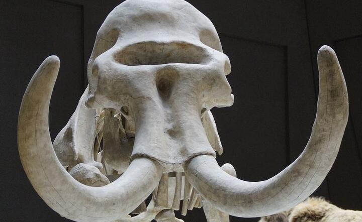 Prehistoryczny szkielet  / autor: Pixabay 