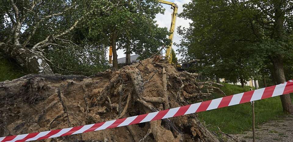 autor: fot.PAP/Dominik Kulaszewicz