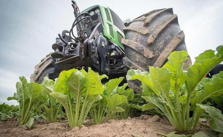 Zawirowania na rynku cukru dotyczą całej UE. / autor: Pixabay