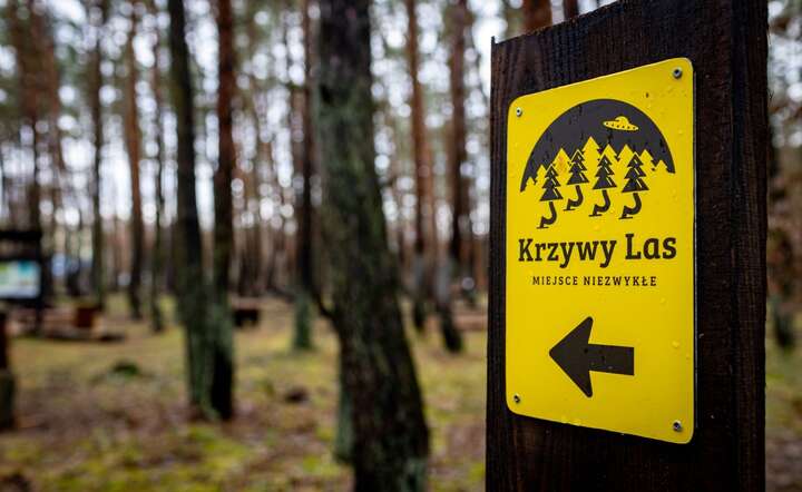 Krzywy Las to żywy pomnik przyrody położony w Nadleśnictwie Gryfino / autor: materiały prasowe PGE