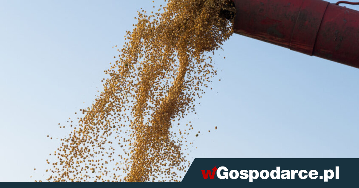 Zboże pierwsze na morzu i na kolei