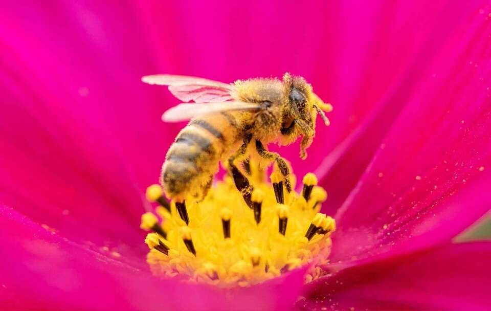 550 tys. zł na ratunek pszczołom. Rusza specjalny program