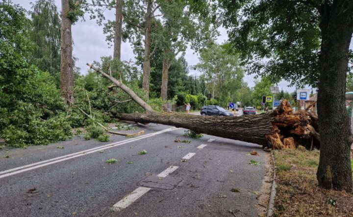 Drzewo blokuje jezdnię po przejścia wichury nad podwarszawskim Nadarzynem / autor: PAP