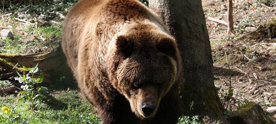 autor: fot.zdjęcie ilustracyjne pixabay.com