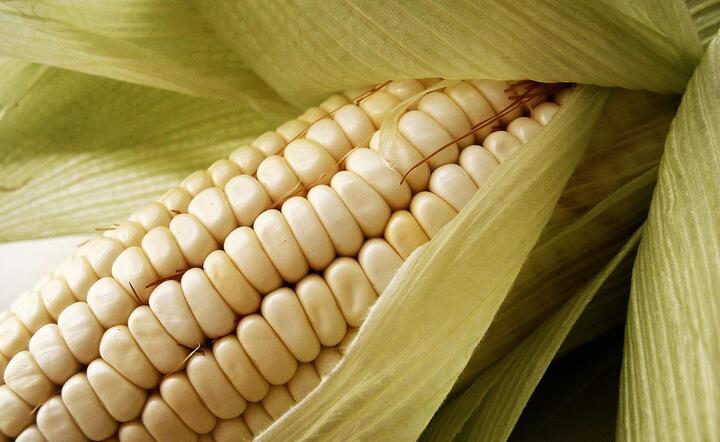 Uprawy kukurydzy zostały w znacznym odstetku stracone na skutek suszy. Będą kłopoty z paszą dla zwierząt hodowlanych, fot. www.freeimages.com