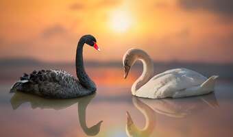 Skąd nadejdą „czarne łabędzie”, które wywrócą światowy ład?