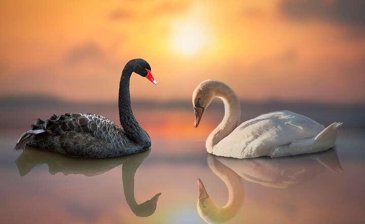 „Czarne łabędzie to nieprzewidywalne zjawiska wywołujące kryzysy gospodarcze i cywilizacyjne / autor: Pixabay