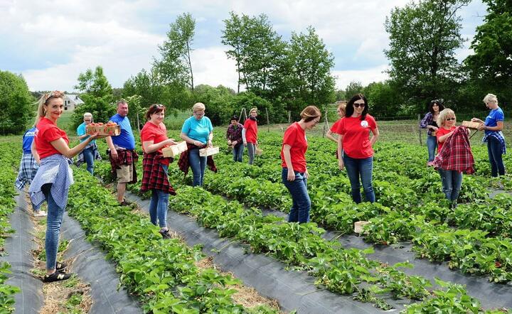 Nauczyciele ze Środy Wielkopolskiej pracują u rolnika przy zbiorze  truskawek / autor: facebook