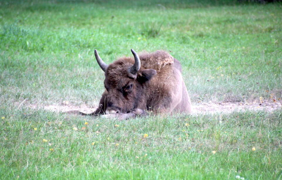 Policzono żubry w polskiej części Puszczy Białowieskiej / autor: Fratria