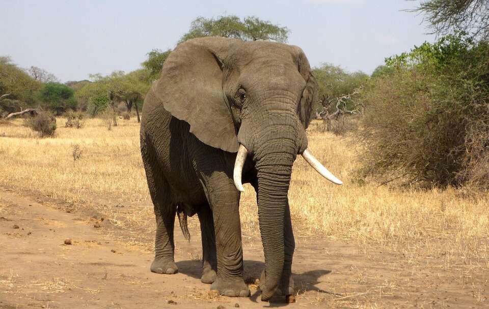 Zdjęcie ilustracyjne; Słoń  / autor: Pixabay/ajoheyho