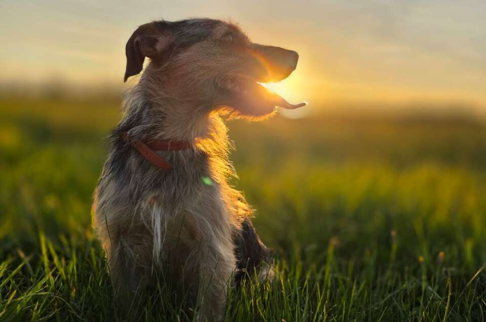 Koniec z podatkiem od psa? PiS złożyło projekt ustawy w Sejmie. "Chcemy, aby każdy obywatel czuł się niedyskryminowany".  Na zdjęciu pies na łące / autor: Maciej Bąkowski/wPolsce24