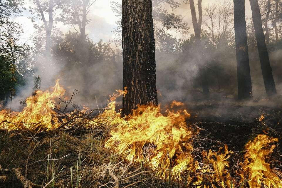 Pożar rozprzestrzenia się w lesie po ostrzale na obrzeżach Wowczańska w obwodzie charkowskim w północno-wschodniej Ukrainie / autor: PAP/EPA