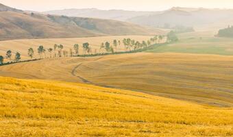 Włosi chcą zamiatać ulice