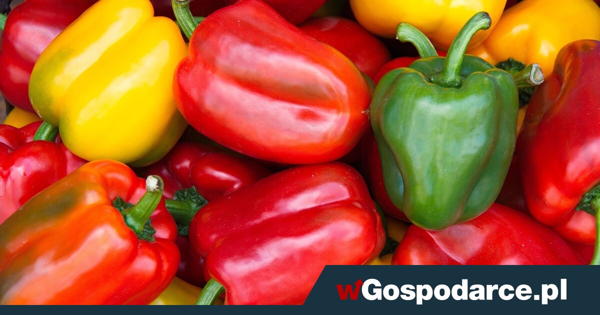 Dramat z papryką! Na polach urodzaj, którego nikt nie chce