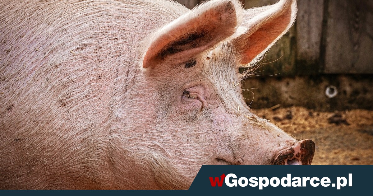 Absurd! Właściciel trzody ma zapłacić sąsiadom 100 tys. zł