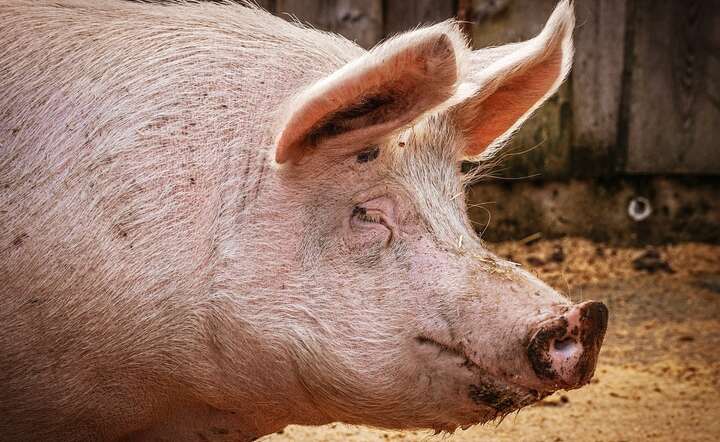 Absurd! Właściciel trzody ma zapłacić sąsiadom 100 tys. zł