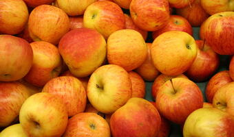 Rosyjskie służby zniszczyły 58 ton polskich jabłek