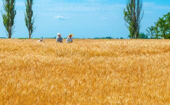 Kijów prowadzi rozmowy ws. eksportu zbóż koleją do Rumunii