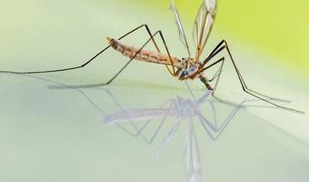 Śmiertelny wirus atakuje Hiszpanię. Przyczyną plaga komarów