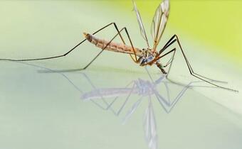 Śmiertelny wirus atakuje Hiszpanię. Przyczyną plaga komarów