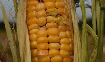 Firmy ubezpieczeniowe nie chcą ubezpieczać upraw