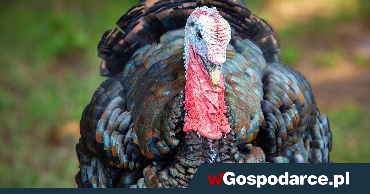 Litości! Kolejna plaga uderza w polskich rolników