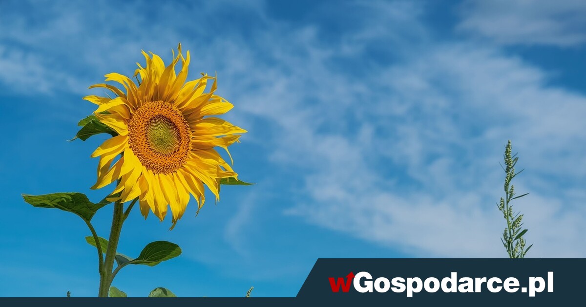 Rekord świata. Ten słonecznik o wiele wyższy niż słup
