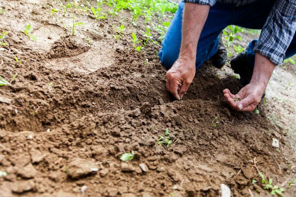 praca w polu / autor:  @Photo by Binyamin Mellish: https://www.pexels.com/photo/man-planting-plant-169523/