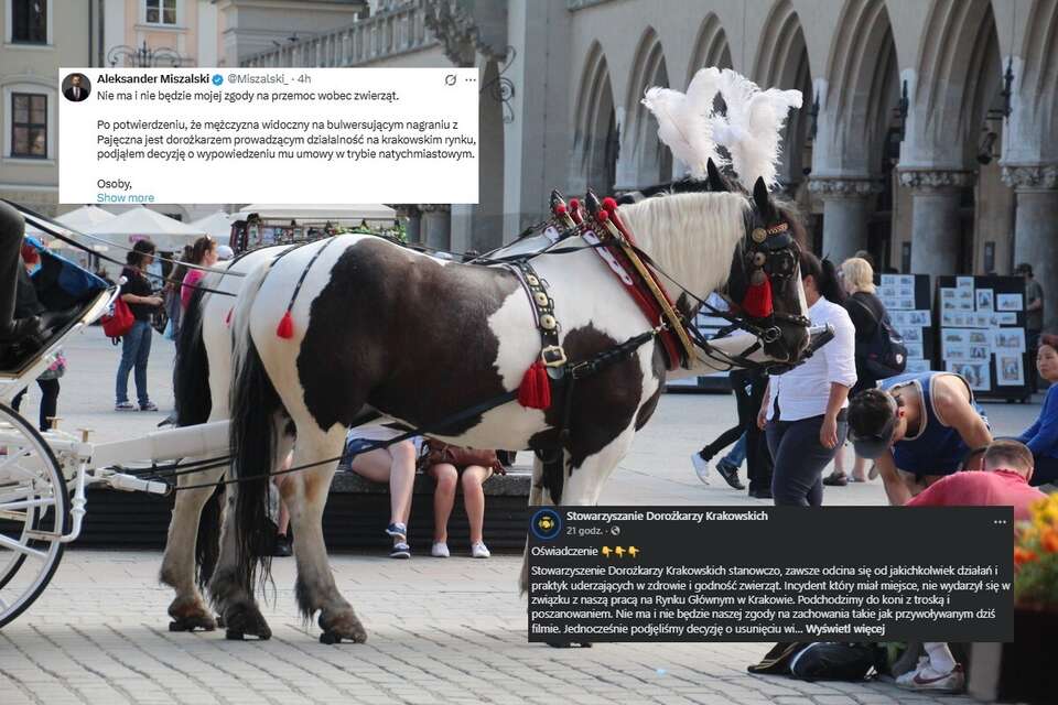 Konie na rynku w Krakowie oraz wpisy z portalu X i Facebooka / autor: Fratria/X/Fb