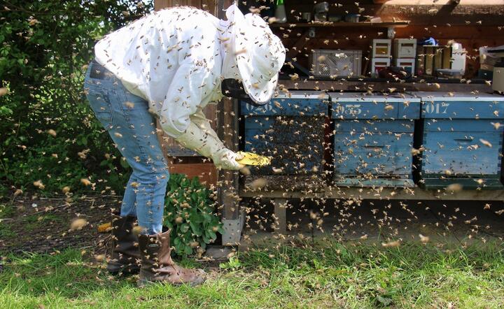 pszczelarz i pszczoły / autor: Pixabay